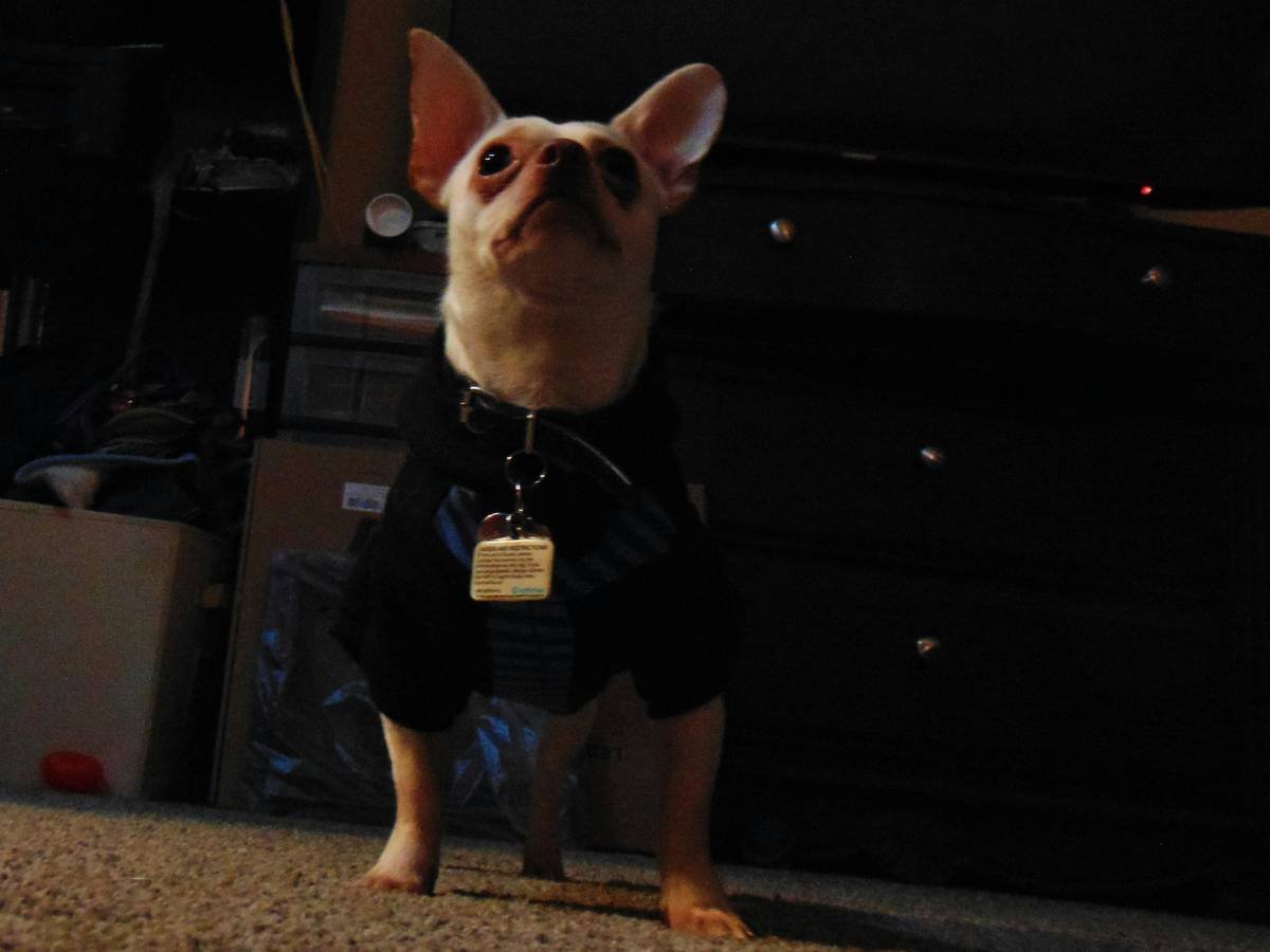 close-up of gps pet tracking outfit showing seamless tech integration in fabric