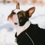 Smart Insulation Pet Wear: Why Your Dog Deserves Tech-Savvy Winter Gear (And How to Pick the Right One)
