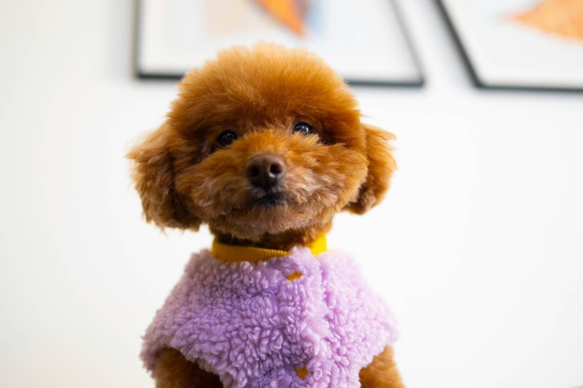 Golden Retriever relaxing comfortably in pet clothing soft materials indoors