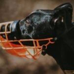 The Pet Wear Ergonomic Guide: How to Dress Your Dog Without Sacrificing Comfort or Safety