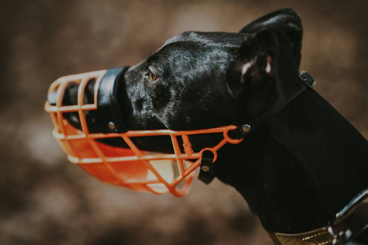 The Pet Wear Ergonomic Guide: How to Dress Your Dog Without Sacrificing Comfort or Safety