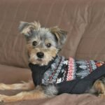 Thermal Comfort Pet Wear: Why Your Dog Deserves Smart Clothing That Actually Works
