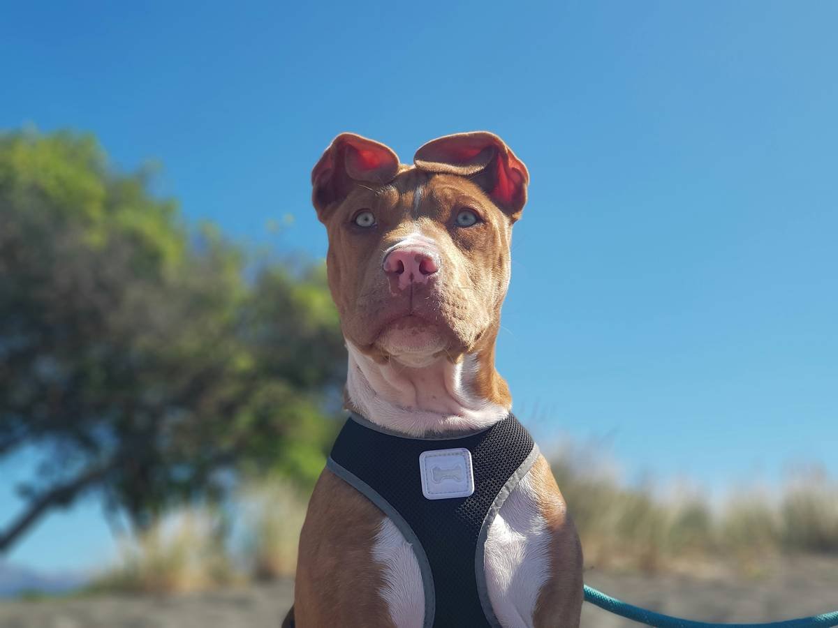 Close-up of dog wearing research-backed pet comfort wear with seamless sensor integration