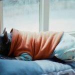 What Does Science Say About Pet Clothing Comfort? A Deep Dive Into the Latest Pet Clothing Comfort Study