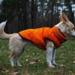 Why Pet Apparel Flexibility Isn’t Just Comfort—It’s Critical for Your Dog’s Health