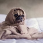 Why Pet Clothing Soft Materials Make All the Difference for Anxious Dogs