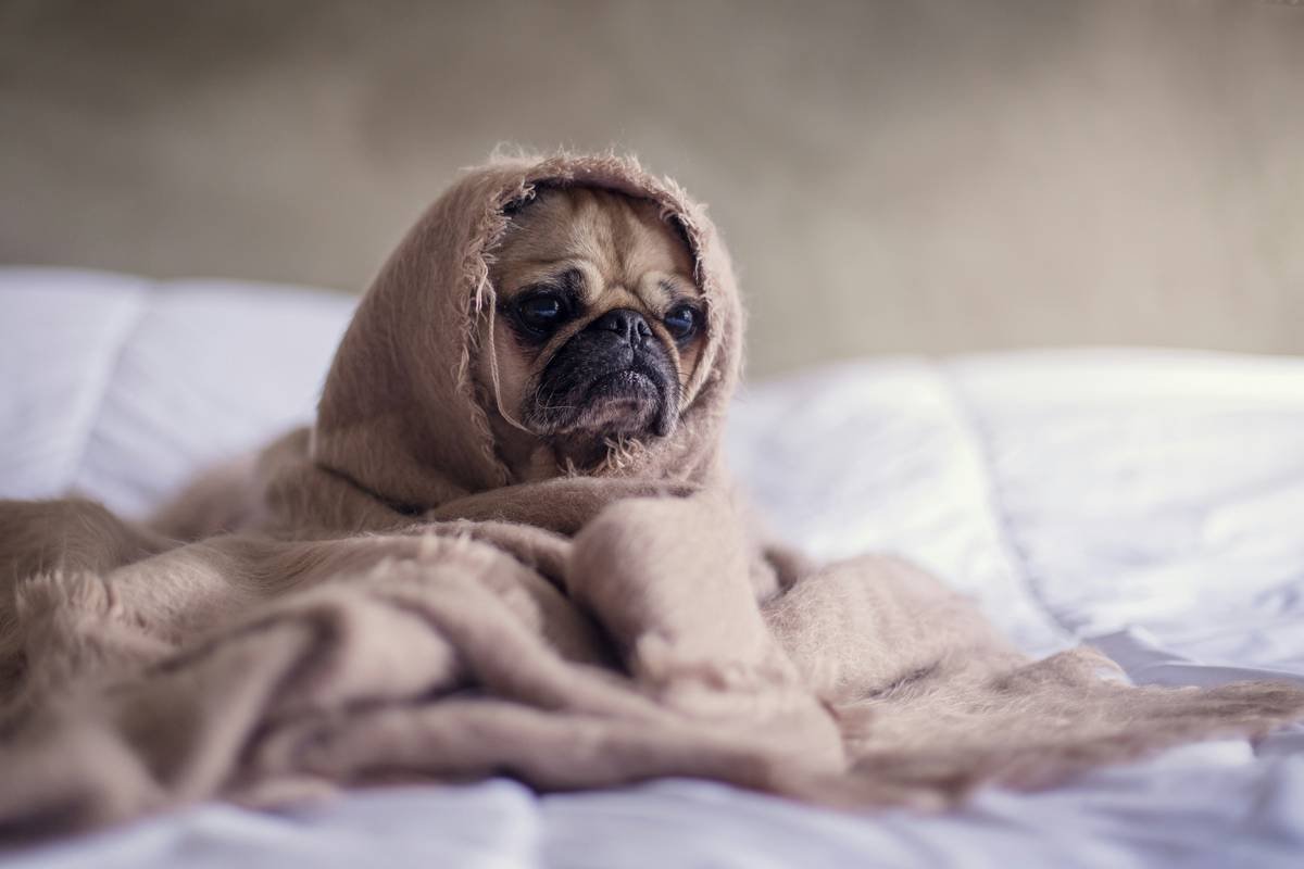 Why Pet Clothing Soft Materials Make All the Difference for Anxious Dogs
