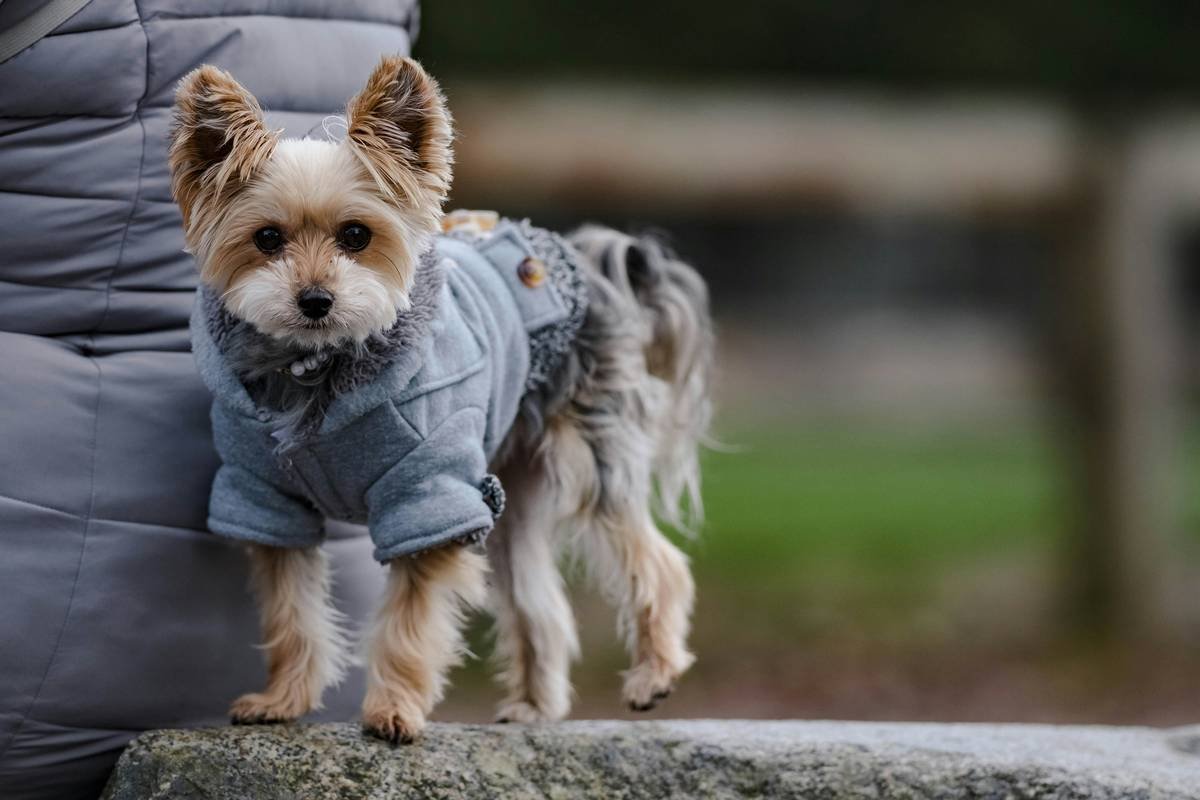 Dog wearing smart vest with perfect pet clothing movement fit while running in park