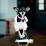 How to Achieve the Perfect Pet Apparel Body Fit for Maximum Comfort