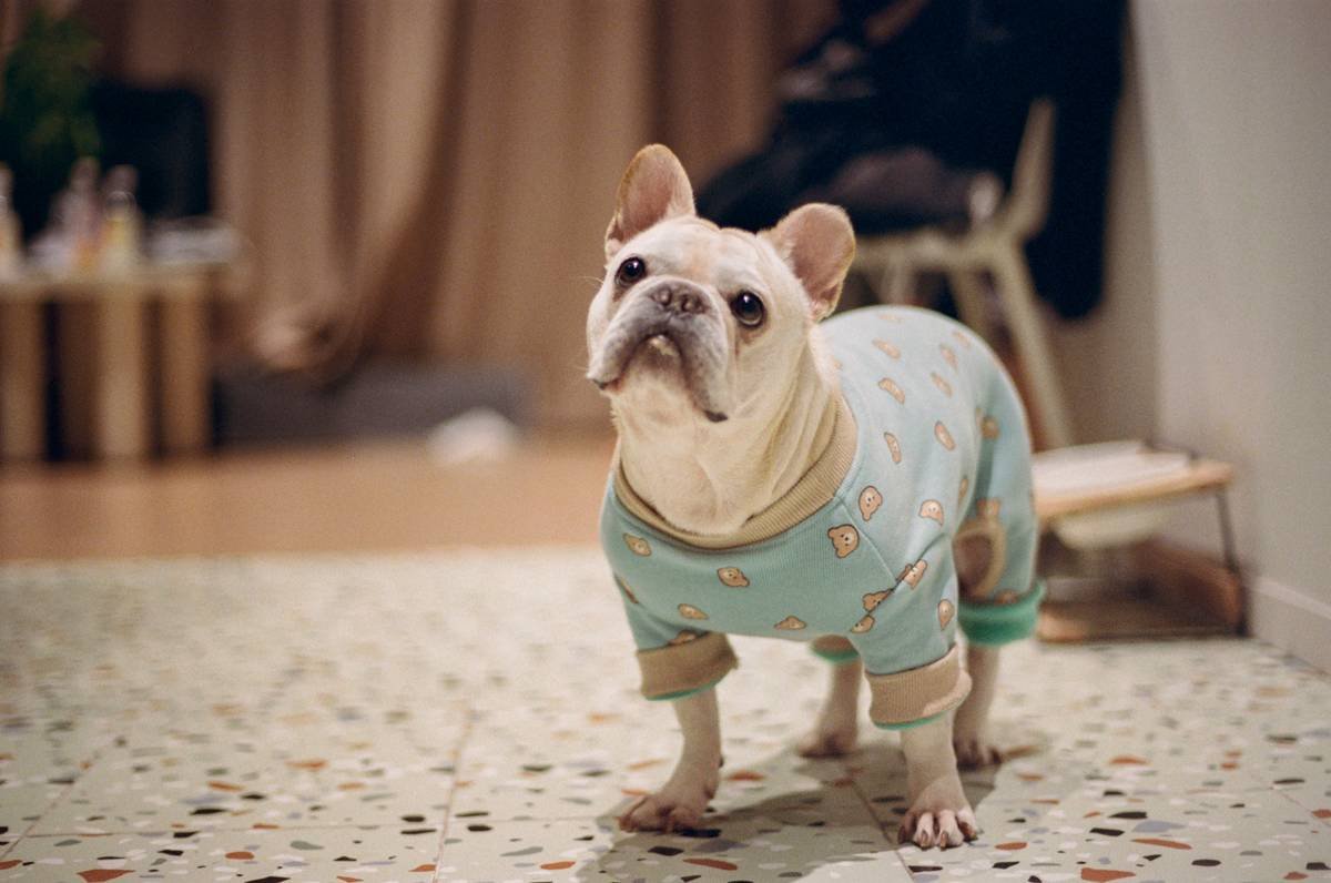 Close-up of smart pet apparel body fit showing ergonomic seam placement and breathable mesh panels