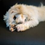 Pet Clothing Movement Fit: 7 Proven Tips to Avoid Painful Mistakes