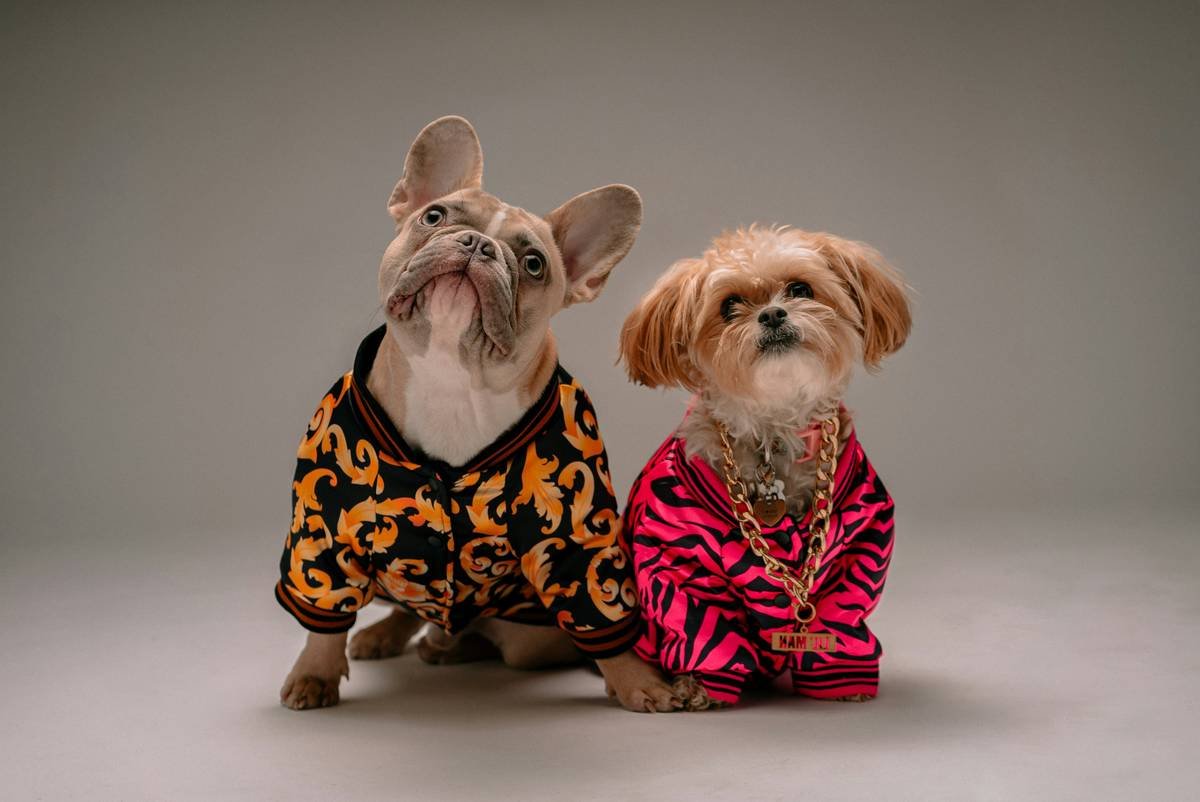 Golden Retriever wearing custom-fit smart pet apparel body fit with seamless design