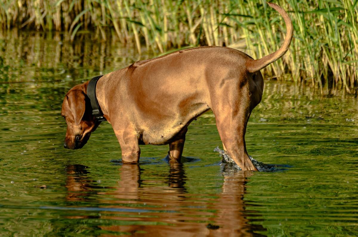 dog wearing high-performance cooling fabric pet wear during summer walk