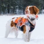 Why Your Dog Needs Cooling Fabric Pet Wear—And Why Most Owners Get It Wrong