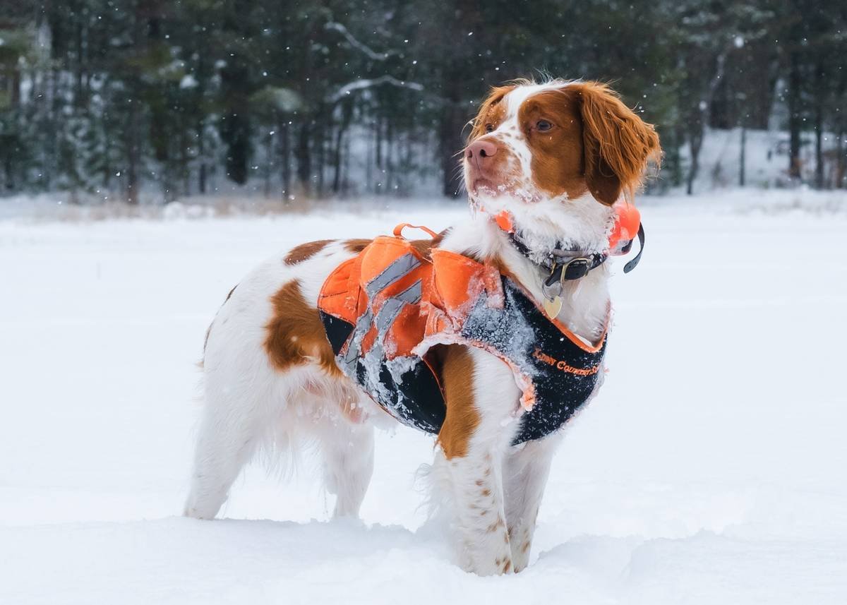 Why Your Dog Needs Cooling Fabric Pet Wear—And Why Most Owners Get It Wrong