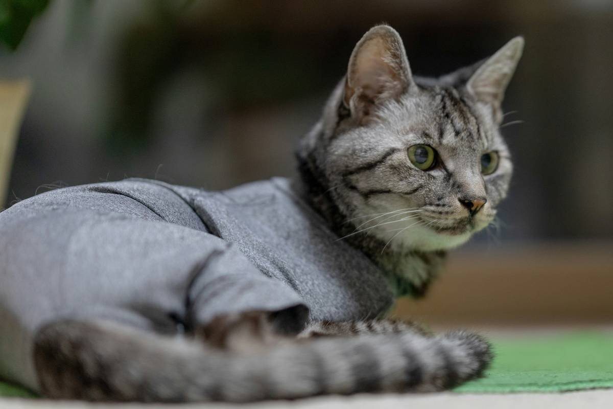 Dog wearing soft, flexible smart vest demonstrating proper fit and pet clothing comfort factors