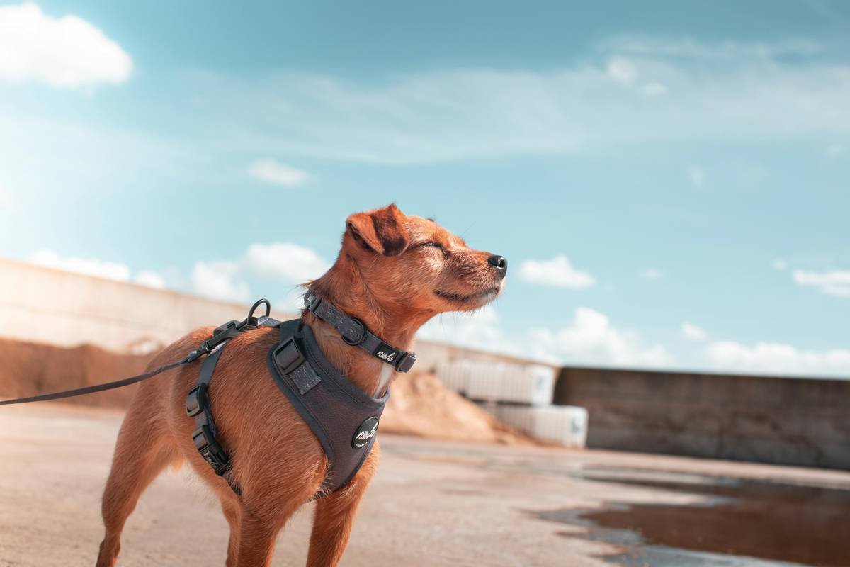 dog wearing gps smart vest pet while walking in park
