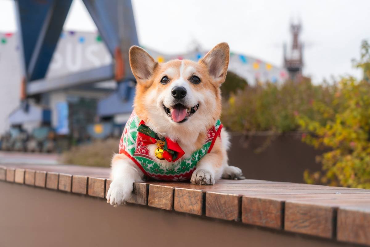 Dog wearing pet thermal regulation wear with visible cooling panels and breathable mesh fabric