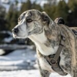 GPS Smart Vest Pet: 7 Proven Ways to Avoid Costly Tracking Mistakes