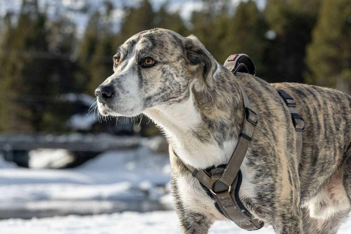 GPS Smart Vest Pet: 7 Proven Ways to Avoid Costly Tracking Mistakes
