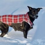 Pet Apparel Fit Guide: 7 Proven Tips to Avoid Costly Mistakes