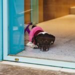 Pet Clothing Comfort Factors: 7 Proven Tips to Avoid Costly Mistakes