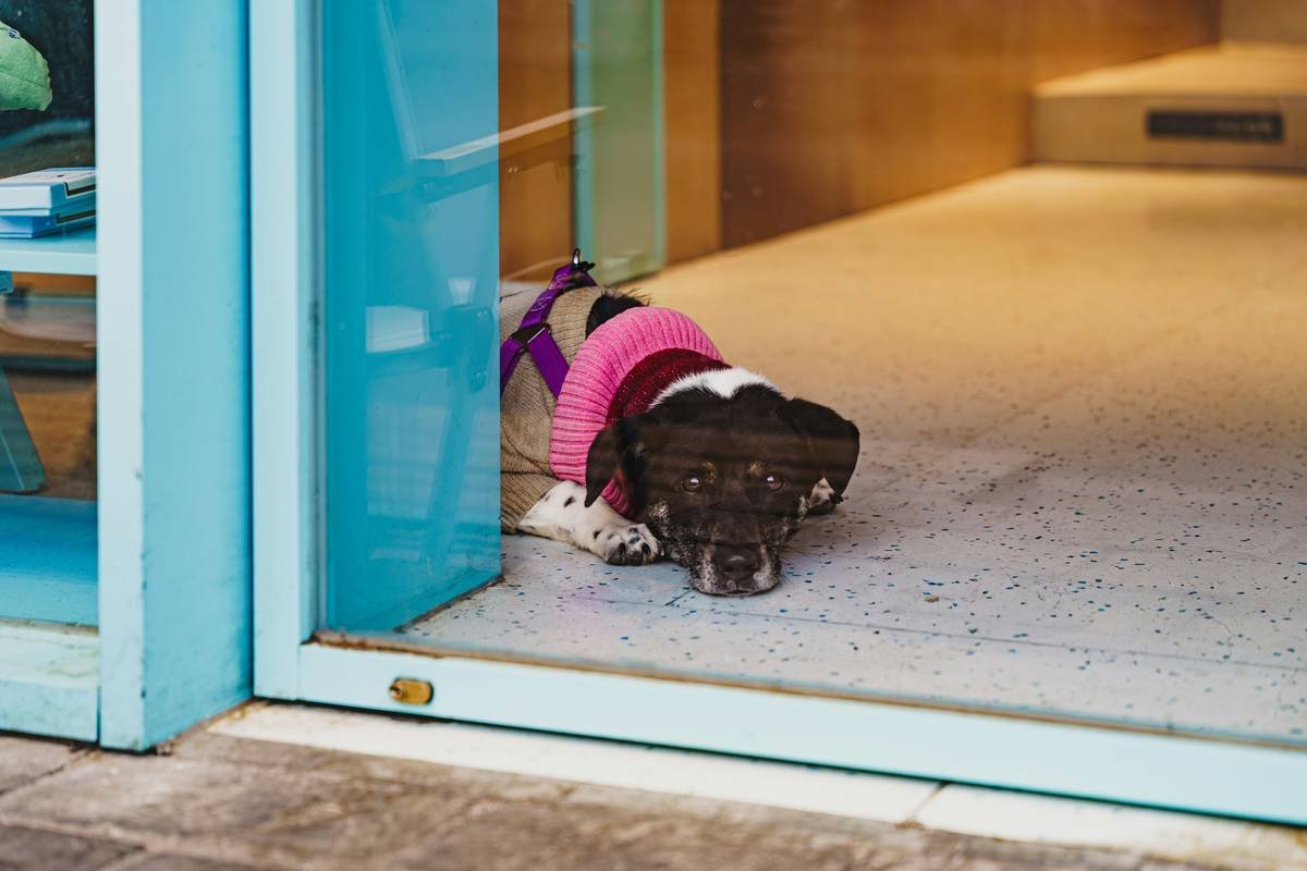 Pet Clothing Comfort Factors: 7 Proven Tips to Avoid Costly Mistakes