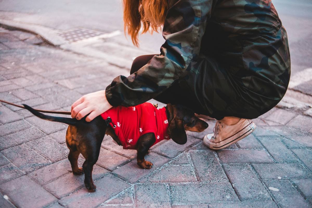 Pet Clothing Comfort Review: 7 Proven Tips to Avoid Painful Mistakes
