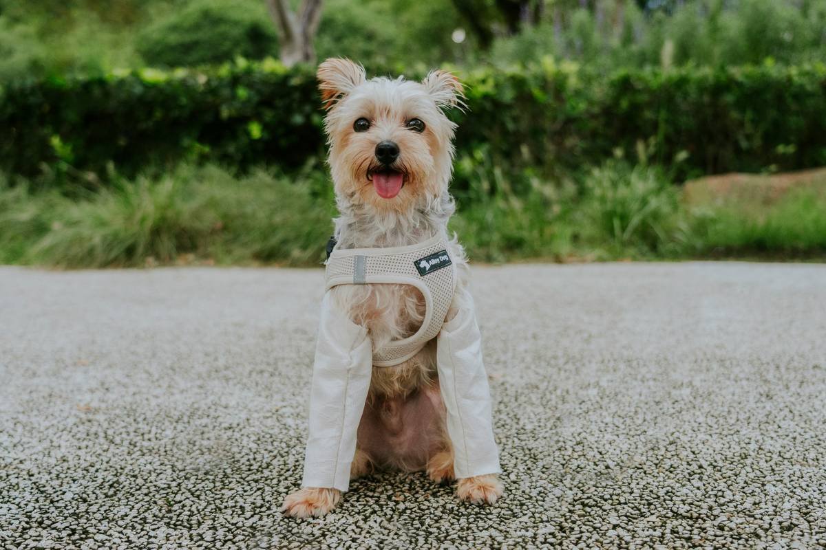 temperature sensing pet wear on a golden retriever outdoors
