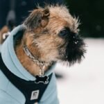 Pet Thermal Regulation Wear: 7 Proven Tips to Avoid Costly Mistakes