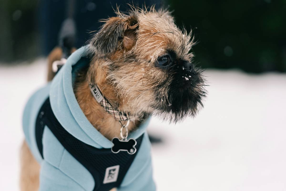 Pet Thermal Regulation Wear: 7 Proven Tips to Avoid Costly Mistakes