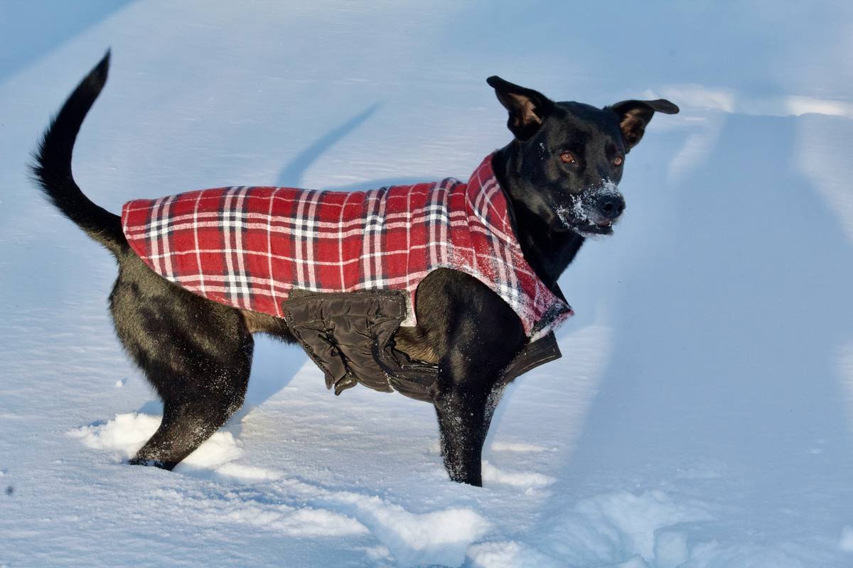 Pet Wear Comfort Science: 7 Proven Tips to Avoid Painful Mistakes